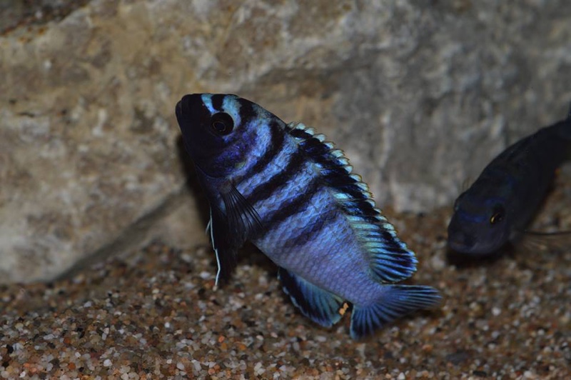 Chindongo minutus 'Lion's Cove'
